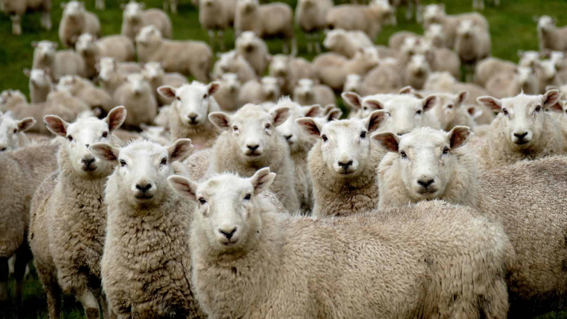 From sheep to shops: the journey of wool fabrics and clothing
