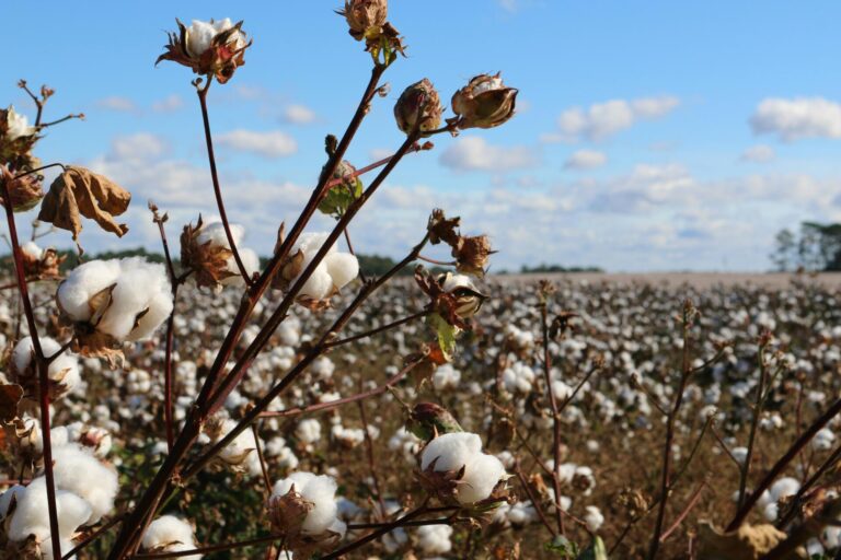 From fields to people: how cotton is grown and processed into garments