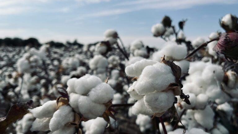 Organic vs conventional cotton: what is the difference?