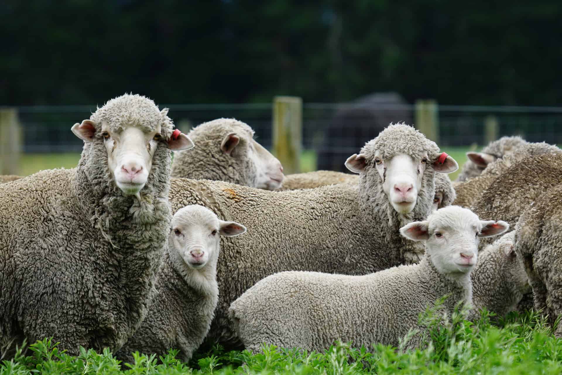 Is Merino the world’s best wool?